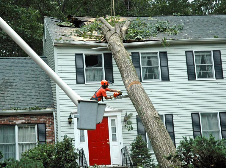 Tree-Removal-And-Repairs in Duluth