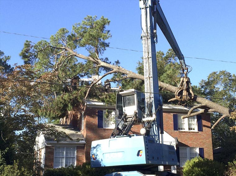 Tree-Removal-And-Repairs in Duluth