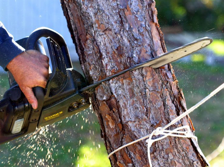 Tree-Removal-And-Repairs in Cumming