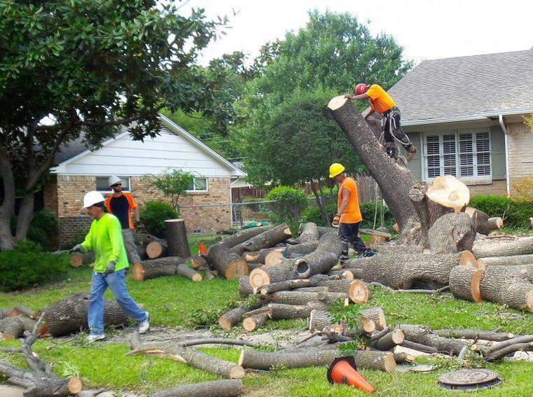 Tree-Removal-And-Repairs in Lawrenceville